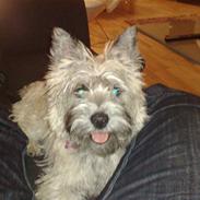 Cairn terrier Molly<3