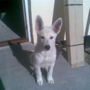 Hvid Schweizisk Hyrdehund ny hviddueholm´s isi