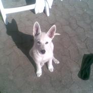 Hvid Schweizisk Hyrdehund ny hviddueholm´s isi