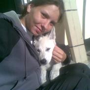 Hvid Schweizisk Hyrdehund ny hviddueholm´s isi