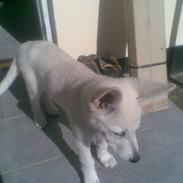 Hvid Schweizisk Hyrdehund ny hviddueholm´s isi