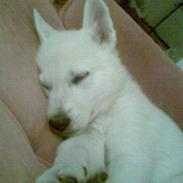 Hvid Schweizisk Hyrdehund ny hviddueholm´s isi