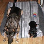 Cavalier king charles spaniel Viggo