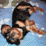 Cavalier king charles spaniel Viggo