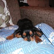 Cavalier king charles spaniel Viggo