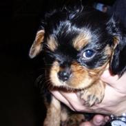 Cavalier king charles spaniel Viggo