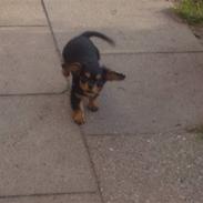 Cavalier king charles spaniel Viggo