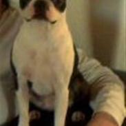 Boston terrier Daisy