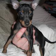 Dvaergpinscher Rødkildes Tigi