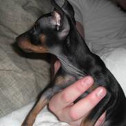 Dvaergpinscher Rødkildes Tigi