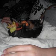 Dvaergpinscher Rødkildes Tigi