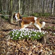 Kooikerhondje Tagas Max