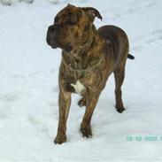 Amerikansk staffordshire terrier Zazu