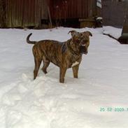 Amerikansk staffordshire terrier Zazu