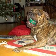 Amerikansk staffordshire terrier Zazu