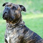 Amerikansk staffordshire terrier Zazu