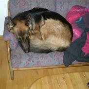 Schæferhund Kato