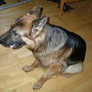 Schæferhund Kato