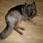 Schæferhund Kato