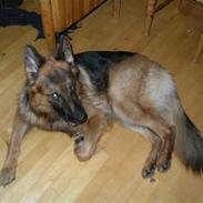 Schæferhund Kato