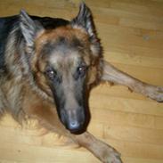 Schæferhund Kato