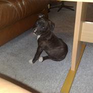 Amerikansk staffordshire terrier * Chicko *