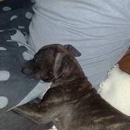 Amerikansk staffordshire terrier * Chicko *