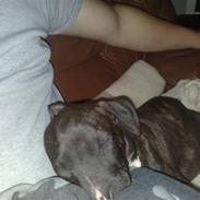 Amerikansk staffordshire terrier * Chicko *