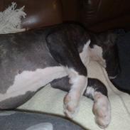 Amerikansk staffordshire terrier * Chicko *