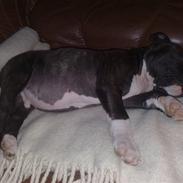 Amerikansk staffordshire terrier * Chicko *