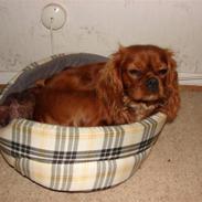 Cavalier king charles spaniel Lady Duchess