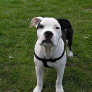 Amerikansk staffordshire terrier MIlle/ lille