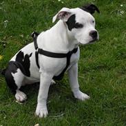 Amerikansk staffordshire terrier MIlle/ lille