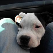 Amerikansk staffordshire terrier MIlle/ lille