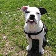 Amerikansk staffordshire terrier MIlle/ lille