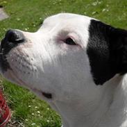 Amerikansk staffordshire terrier MIlle/ lille