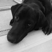 Blanding af racer Balou