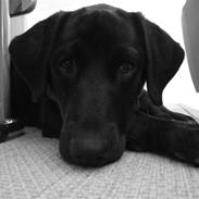 Blanding af racer Balou