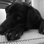 Blanding af racer Balou