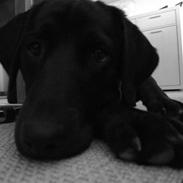 Blanding af racer Balou