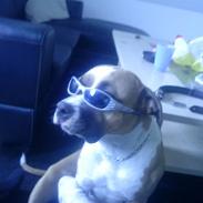 Amerikansk bulldog Kida