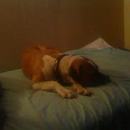 Amerikansk bulldog Kida