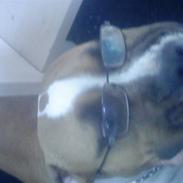 Amerikansk bulldog Kida