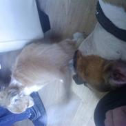 Amerikansk bulldog Kida