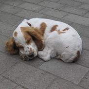 Cocker spaniel mathilde ( THILDE)