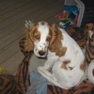 Cocker spaniel mathilde ( THILDE)