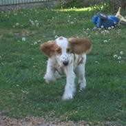 Cocker spaniel mathilde ( THILDE)