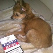 Chihuahua Choko-Chanel