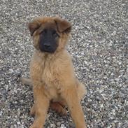 Blanding af racer Rico