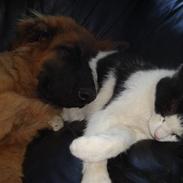 Blanding af racer Rico